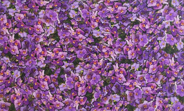HIBISCUS AVENUE