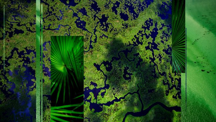 Everglade abstraction, study III