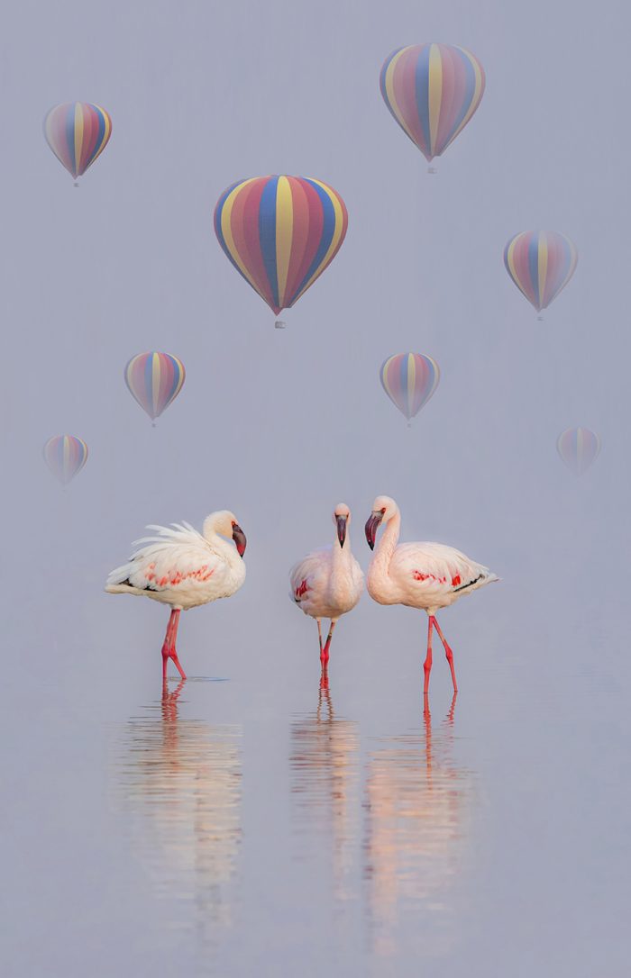 Flamingo Fantasy