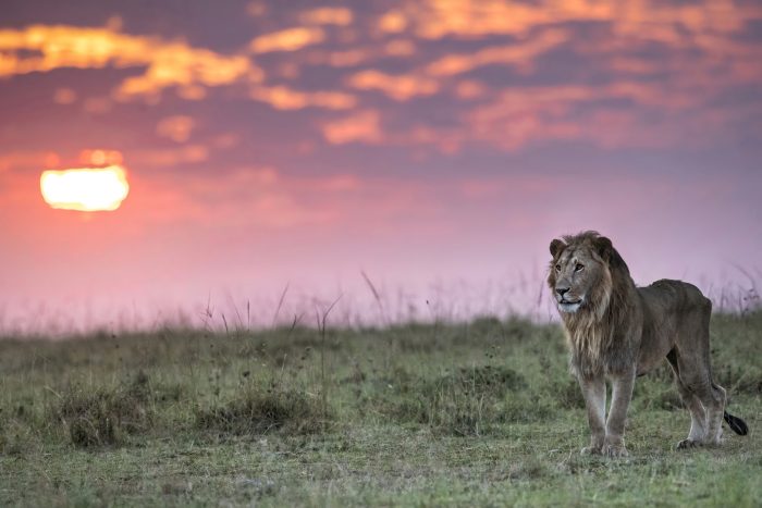 Lion Heart