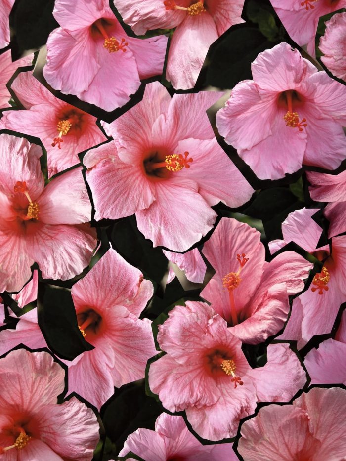 A1A PINK HIBISCUS