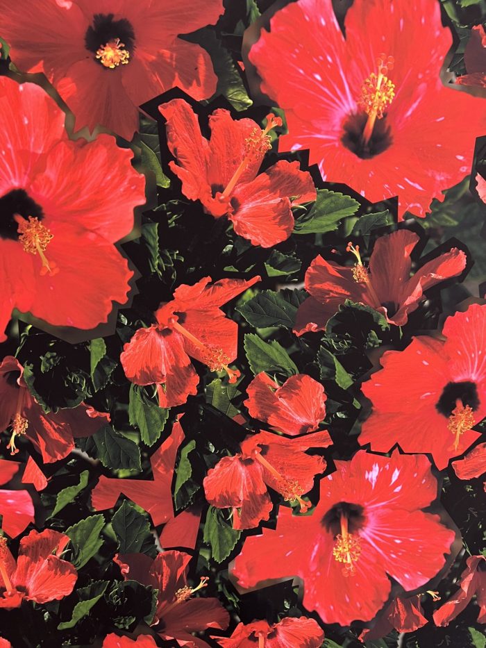 A1A RED HIBISCUS