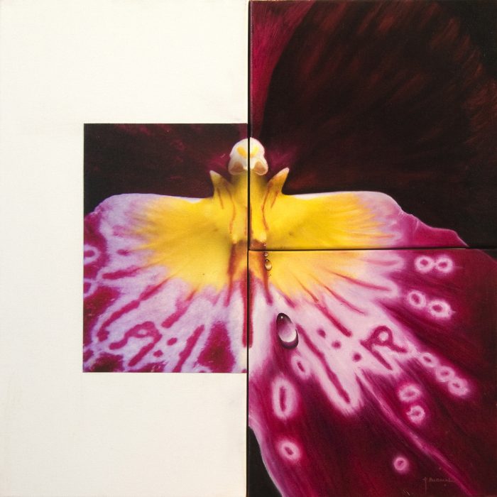 "Miltonia"