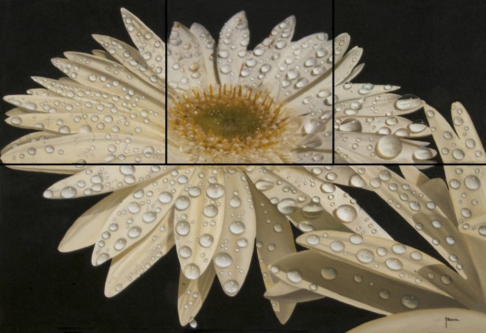 "Withe Gerbera with Dew"